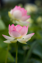 蓮の花　初夏イメージ