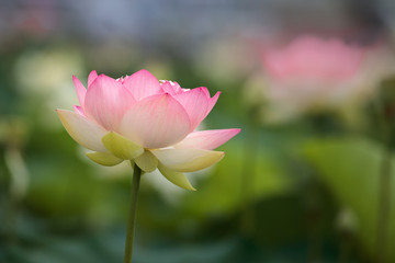 Obraz premium 蓮の花 初夏イメージ