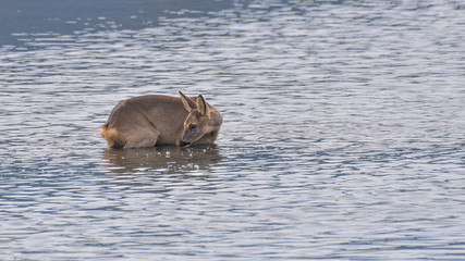 Fototapeta premium Caprioli che attraversano un fiume