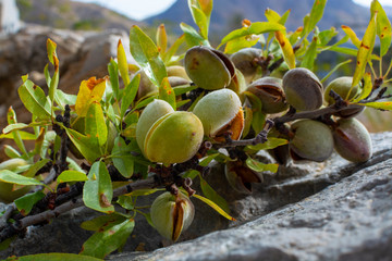 New harvest of ripe almonds nuts