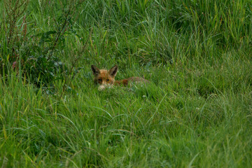animals and wildlife