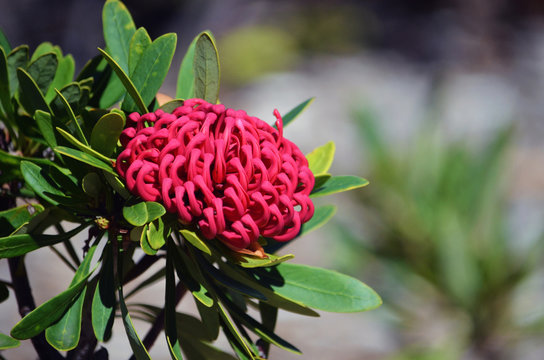 Red flower head of and native Australian protea cultivar, the Braidwood Brilliant Waratah, Telopea speciosissima, family Proteaceae. Floral emblem of the state of New South Wales, Australia.