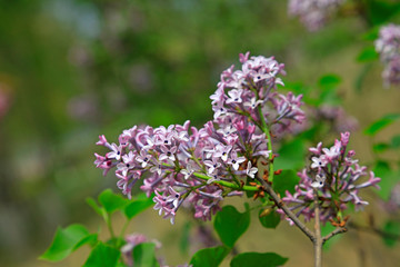 Lilac flower