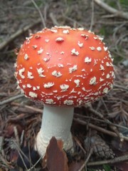 fly agaric mushroom in the forest