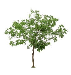Obraz premium Green Tree isolated on white background