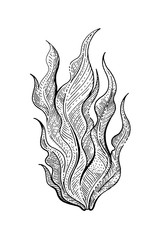 Underwater sea weed, laminaria spirulina seaweed sketch icon. Black engraved water element graphics for coloring book, tattoo, print. Ocean doodle hand drawn vector illustration art isolated on white © Olga Che