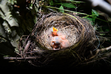 animals and wildlife