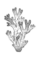 Underwater coral reef sketch, sea weed icon. Black engraved water element graphics for coloring book, tattoo, t-shirt print. Ocean doodle hand drawn vector illustration isolated on white background
