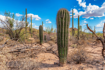 Giant saguaros in Saguaro National Park, Tucson, Arizona, USA