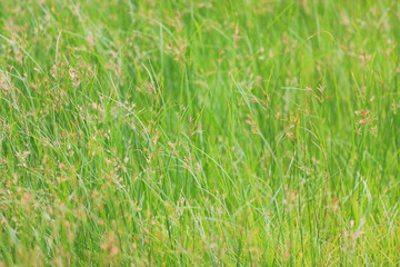 Wild grass in green nature background.