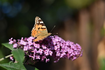 Fototapeta premium Sommerflieder mit Schmetterling