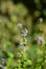 Blühende Zitronenminze (Mentha gentilis)