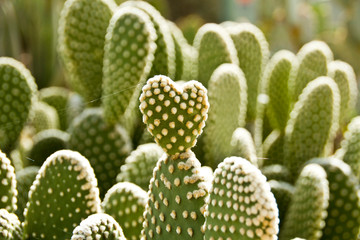 Cactus in the Arizona Desert