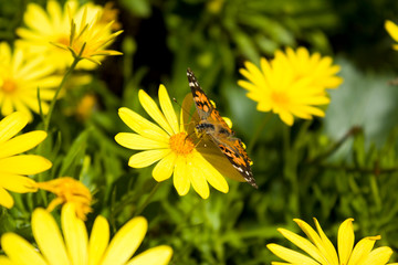 Monarch Butterfly setting on a Yellow Flower