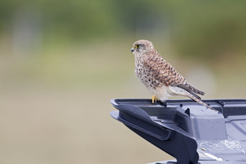 A female common kestrel (Falco tinnunculus) perched on the lookout ready to hunt mice.