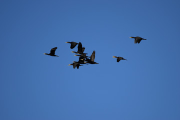 animals and wildlife