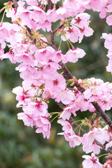 桜の花　春イメージ