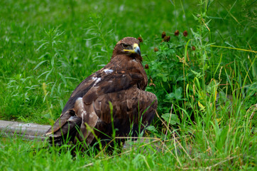 animals and wildlife
