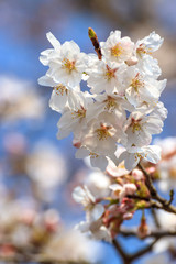 桜の花　春イメージ