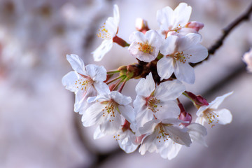 桜の花　春イメージ