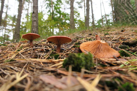 pilz im wald