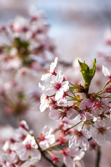 Obraz premium 桜の花 春イメージ