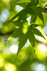 緑のモミジ　初夏イメージ