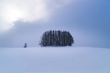 Group of pine tree  at Biei, Hokkaido, Japan.