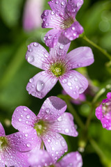 ムラサキカタバミの花