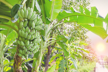 Banana Tree with Morning Sunlight