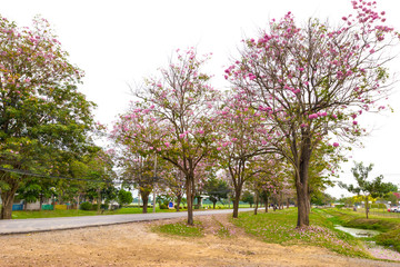 Pink trumpet tree or Tabebuia rosea