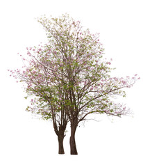 Obraz premium Pink trumpet tree or Tabebuia rosea isolated on white background