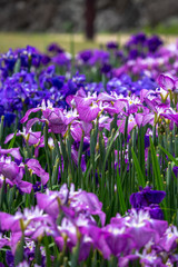 花菖蒲　初夏イメージ