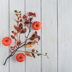 pumpkins and branch of rowan on white retro wood boards. background. Autumn, fall concept. Flat lay, top view.