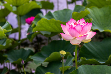 蓮の花　夏イメージ