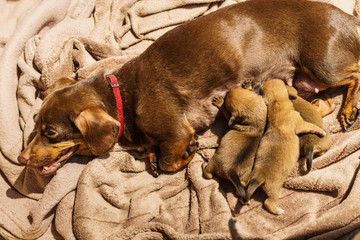 Little dachshund mom feeding puppies newborns