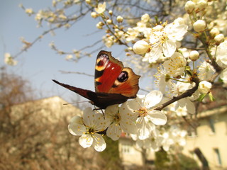 kwitnące mirabelki © Ewelina