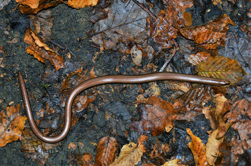 a lizard Anguis fragilis on the ground