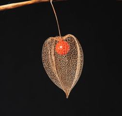 Lampionblume im Datail