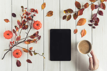 Woman with cup of coffee and tablet, leaves, rowan and small pumpkins on white retro wood boards. background. Autumn, fall concept. Flat lay, top view. Instagram style