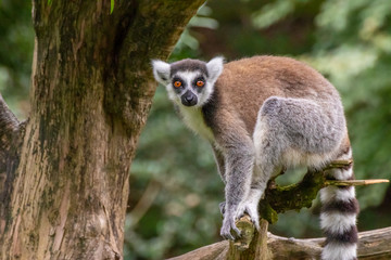 ワオキツネザルのポートレート