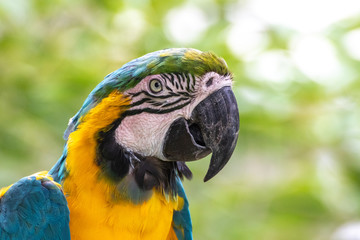 ルリコンゴウインコのポートレート