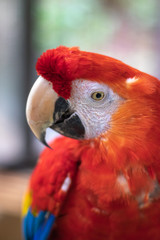 アカコンゴウインコのポートレート