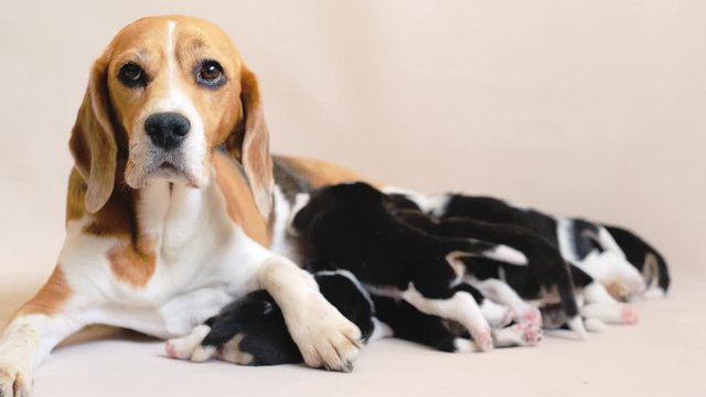 Adult beagle hound with its cute puppies