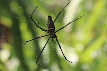 Spinne