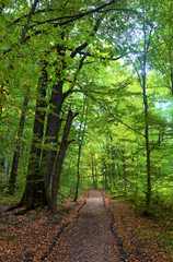 Obraz premium an alley through the green forest