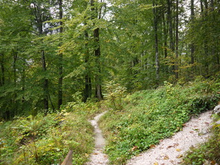 Im Wald