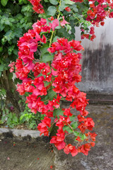 Red Bougainvillaea Flower