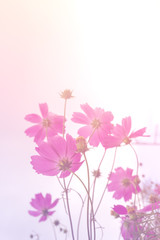 Obraz na płótnie Canvas Closeup Pink cosmos flowers,soft focus