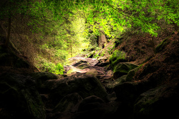 landscape and wildlife